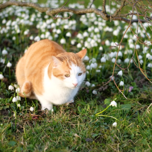 Caruso in SchneeglöckchenDSCF0946